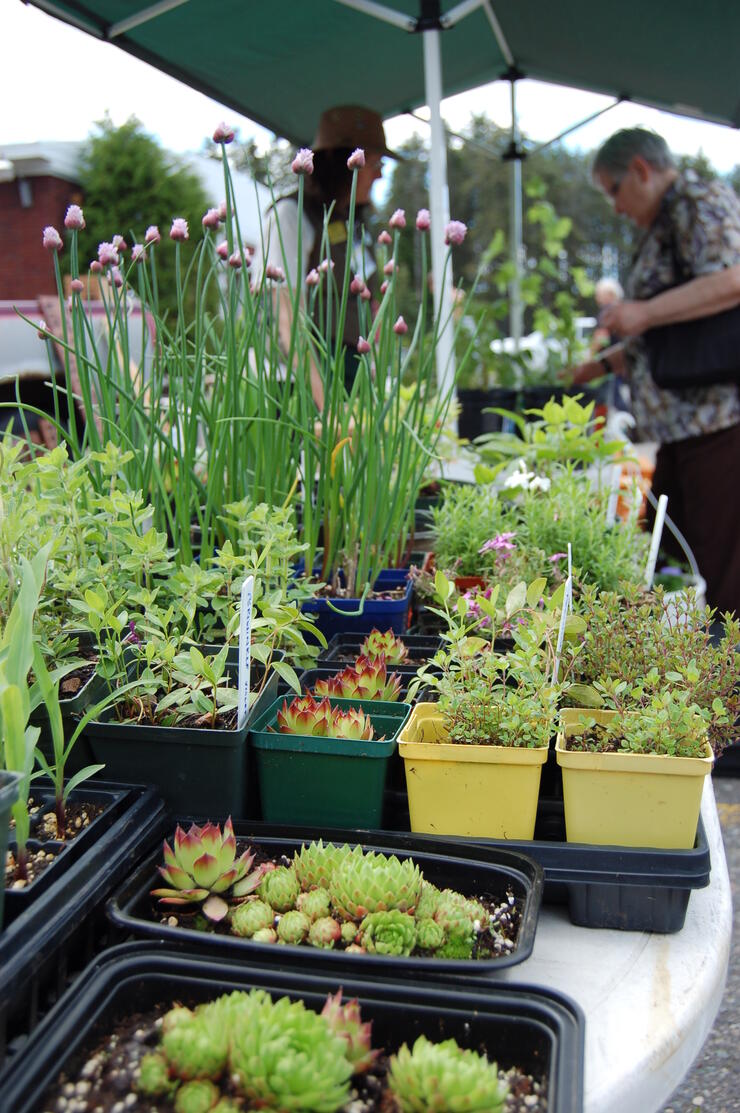Kakabeka Farmer's Market runs on Saturday mornings in the summer